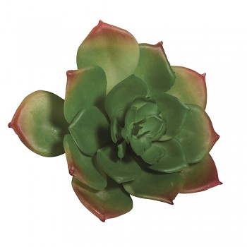 Succulent Echeveria green