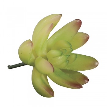 Succulent Echeveria light green