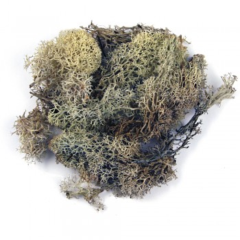 Icelandic moss natural / 30g