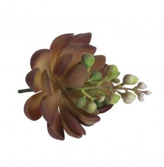 Succulent stone rose blooming, 7x9cm